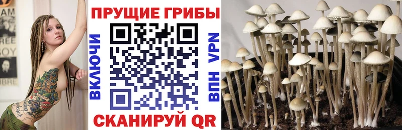 купить наркотик  Юрьевец  Псилоцибиновые грибы прущие грибы 